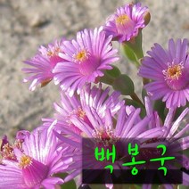 허브여울다육 백봉국(백봉구) 지름 9cm 소품 다육화분, 5개