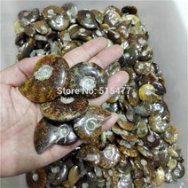 암모나이트 화석 관찰 껍질 무지개빛 희귀 보석 표본, 13840