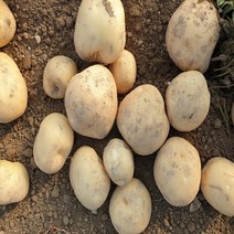 산지직송 국내산 햇감자 수미감자 감자 대용량 5kg 10kg 3kg, 3kg(대), 1개