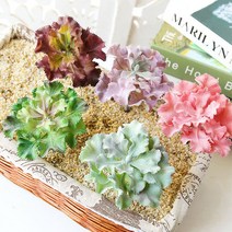 (주)아트인 인조 다육이(L12), 안개퍼플