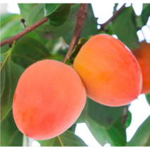 대봉감 홍시 곶감용 영암금정 4.5kg 10kg 가정용세트(랜덤) 선물용세트 대봉, 대봉 4.5kg(21~25과)