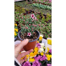 호주매화 소품 010 신상품 랜덤 공기정화식물/미세먼지/공기정화효과 공기정화식물