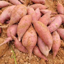 22년해남꿀고구마 3kg 5kg 10kg 생산자산지직송, 1박스, 5kg특상(120g~300g)