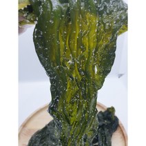 염장 곰피 1kg 쇠미역 곰보미역 구멍 다시마