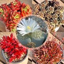 가정원예 다육식물 4종 + 리톱스 / 다육 반려 희귀 이색식물 분화, 품종별1개씩+리톱스1두