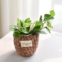 실내공기정화식물 율마 아레카야자 스킨답서스 산세베리아 테이블야자 유칼립투스 이레카야자 페페 스투키 몬스테라, (식물만), 6.호야