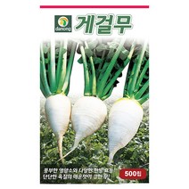 두메 부추 100립 부추씨앗 부추씨 야채씨 야채씨앗 채소씨 채소씨앗, 02_다농_게걸 무(500립)