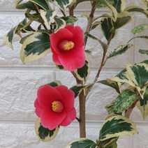 월의취설38 무늬동백나무 - 동일품배송, 1개