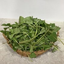 원동FS 봄나물 국내산 노지취나물 500g 1kg
