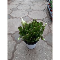 개발선인장/흰색