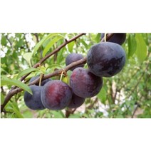 묘목 바이오 체리나무/접목1년 뿌리/2개 N0183, 2개