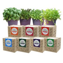 파라솔-텃밭 키우기 7종 캣그라스 보리싹 씨앗 꽃식 물채소 모종 새싹 쉬운키트 어린이집, 쑥갓