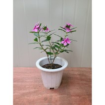 이브가든 목 일일초 / 랜덤 발송 / 나무 높이만 30cm내외, 1개