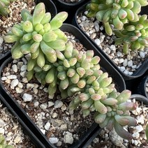 [올식스] 팔천대철화 1호 다육식물 다육이 플랜테리어 공기정화식물 개업화분