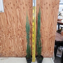 블루애로우 80~100cm 상록수 서산조경마켓, 3개