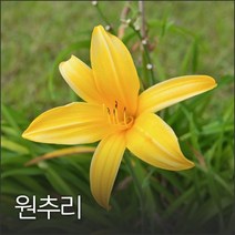 원추리 100g 야생화씨앗, 1개