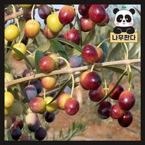 (나무판다) 올리브 나무 묘목 키 60cm내외 스탠드형 화분, 올리브 키 60cm내외 스탠드형 화분