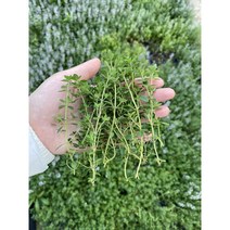 신선한 레몬타임 골든레몬타임 허브생잎 50g/100g, 레몬타임50g