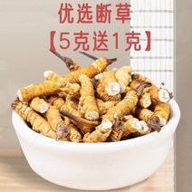 동충하초 정품 순수 티베트 통통 건강식품 한방 재료, 5g에 1g