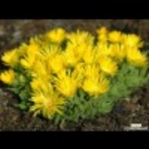 노랑송엽국-황엽국 8cm포트 (5개) 노지월동 여러해살이 사철채송화 천지가야생화