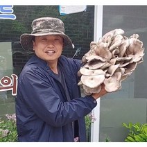 느타리버섯 종균 재배 버섯 키우기 노랑 흑색 흰색 칡느타리 원목재배, 흑색느타리 종균병