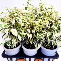 꽃나무팜 무늬벤자민 힐벤자민 중품 스트라이트벤자민 고무나무 무늬식물 공기정화 인테리어 한개금액입니다
