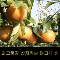 고씨네 프리미엄 배 4kg 서양배 신고배 나주배 배즙, 단품