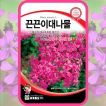 끈끈이대나물 씨앗 3g 꽃씨 몰 핑크색 꽃씨앗 꽃잔디 종자, 단품