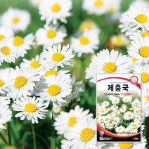 꽃씨몰 제충국종자 제충국씨 꽃씨앗 100립