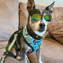 피케이몰 가죽 선글라스 안경집 케이스 고급 파우치