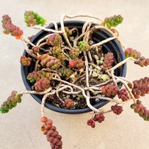 알붐 세덤 월동세덤 분채배송 0215 꽃과정원이야기, 1개