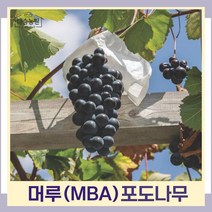 포도나무 묘목 MBA 머루포도 삽목1년생 상묘 3개