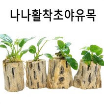 고피쉬 나나활착초야우드 [1개]/수초