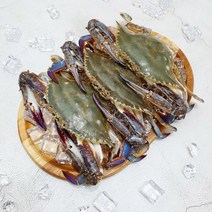 가을 꽃게 활 숫 꽃게 충남 태안 산지직송 1kg