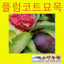 (D소망)플럼코트묘목(교배)접목1년3그루(품종 선택형), 1개