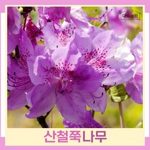 철쭉나무 묘목 산철쭉 키30cm 5개