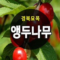 [경북농원] 앵두나무묘목 우수한 품종 접목묘, 앵두나무묘목  중묘