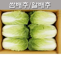 [쌈배추12] 알배기배추 알배추 쌈배추 12통 한박스 7.5~8.5kg내외