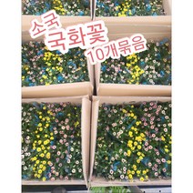 가을국화-소국 10개묶음/꽃잎이 큰 꽃으로만 출고되요, 10개