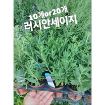 러시안세이지-10개or20개/핫립세이지 러시안세이지 블루세이지, 10개