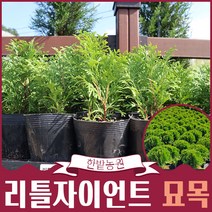 리틀자이언트 묘목 화분묘 둥근서양측백 최고급조경 울타리 원예 담장 아파트정원수 상록수