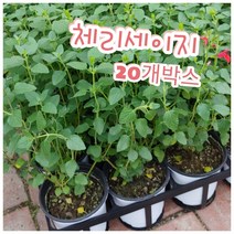 체리세이지-20개박스/꿀풀과의 꿀이 많은 꽃으로 체리향 핫립세이지, 20개