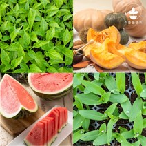 열매채소 모종 모음 가지 오이 호박 방울 토마토 수박 참외 브로콜리 옥수수 여주 수세미 콩 박 모종 텃밭, 흑토마토 2개