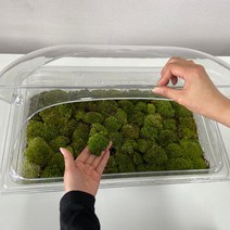 비단이끼 키우기 케어박스 키트 보관 세트 테라리움, 대형정글케어박스(돔뚜껑포함), 1개