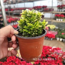 미니황금사철