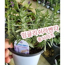 잉글리쉬라벤다-중/영국에서 가장 많이 식재되는 잉글리쉬 라벤더(English Lavender), 1개