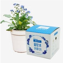 자체브랜드 슬로시 물망초 나를잊지마세요 씨앗 꽃집사 재배세트