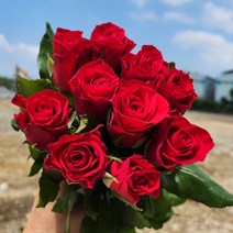 꽃경매 빨간 장미 꽃 생화 5송이 농장직송, 빨간장미 5송이