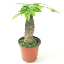 청정 인테리어 실내 공기 정화 식물 파키라 집에서 키우기 쉬운 반려 식물 키우기