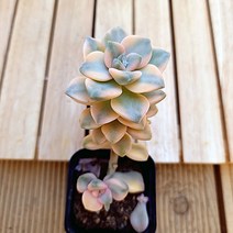 살구미인금 물이들면 예쁜 다육식물250 랜덤, 단품, 1개